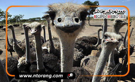 واکسن های مورد نیاز شترمرغ؛ معرفی و بررسی ویژگی های هرکدام